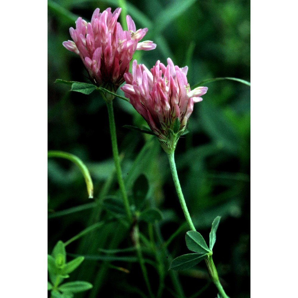 trifolium medium l.