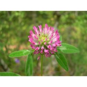 trifolium medium l.