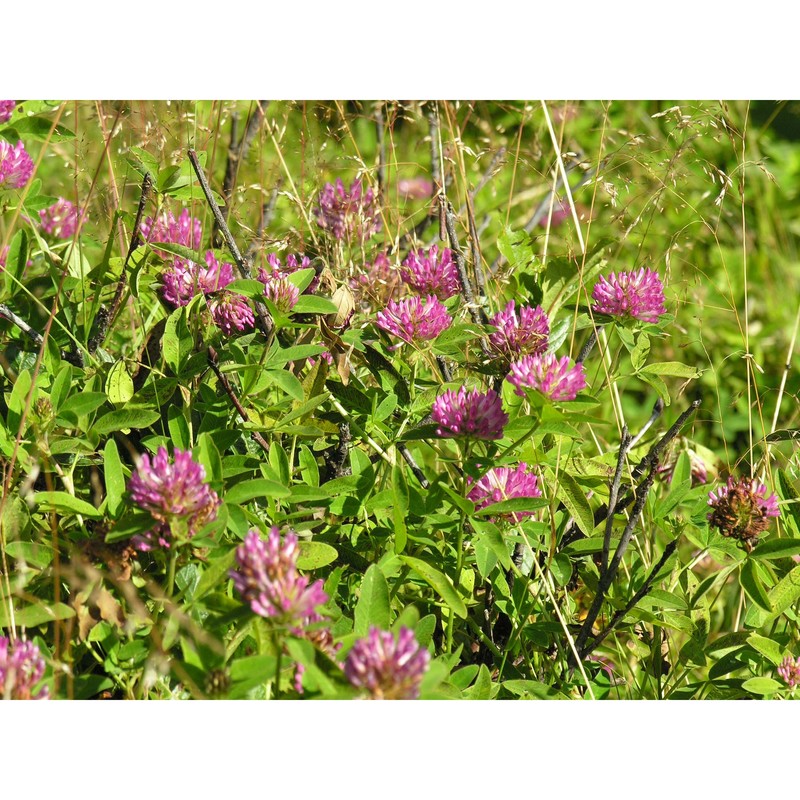 trifolium medium l.