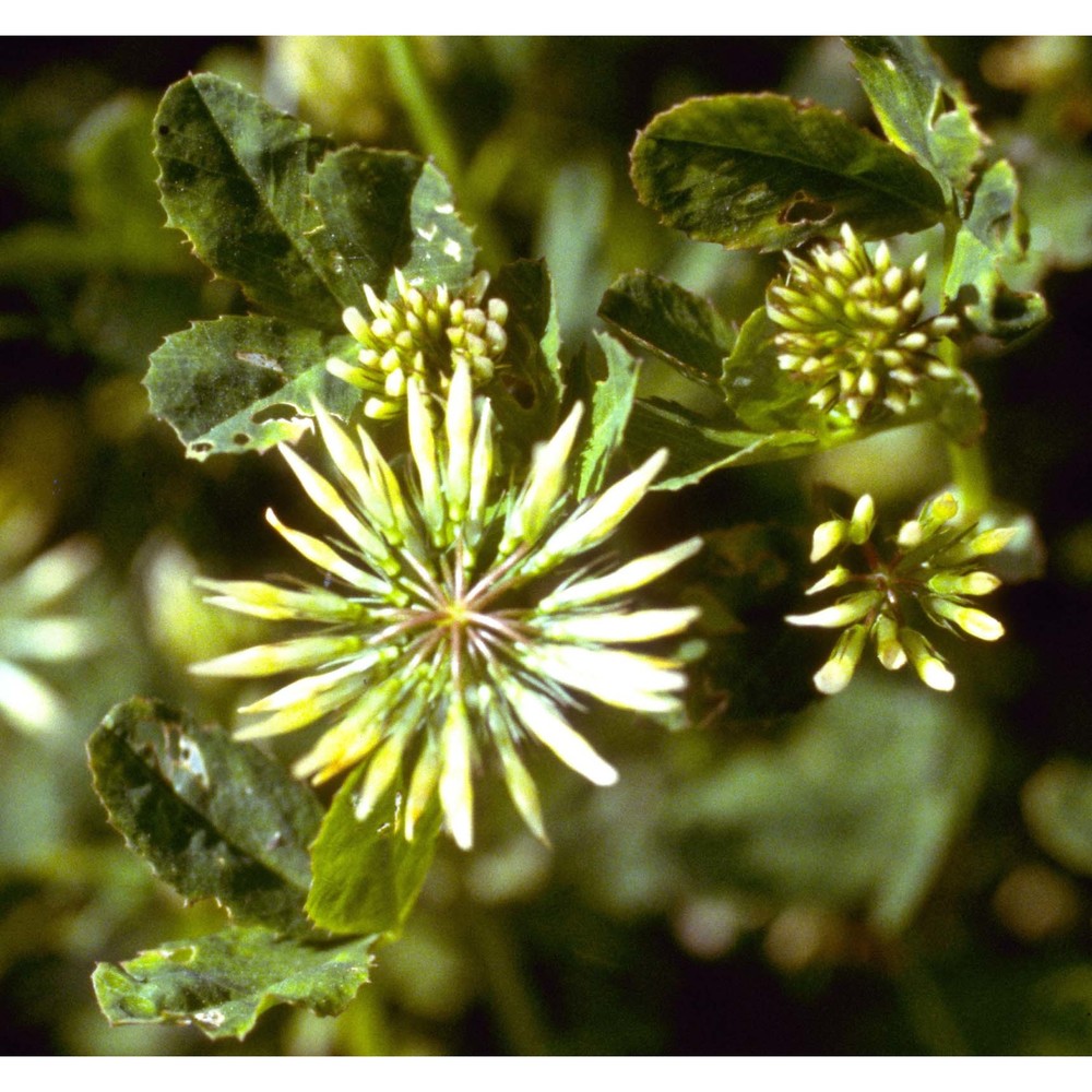 trifolium michelianum savi