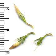 trifolium michelianum savi