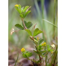 trifolium micranthum viv.