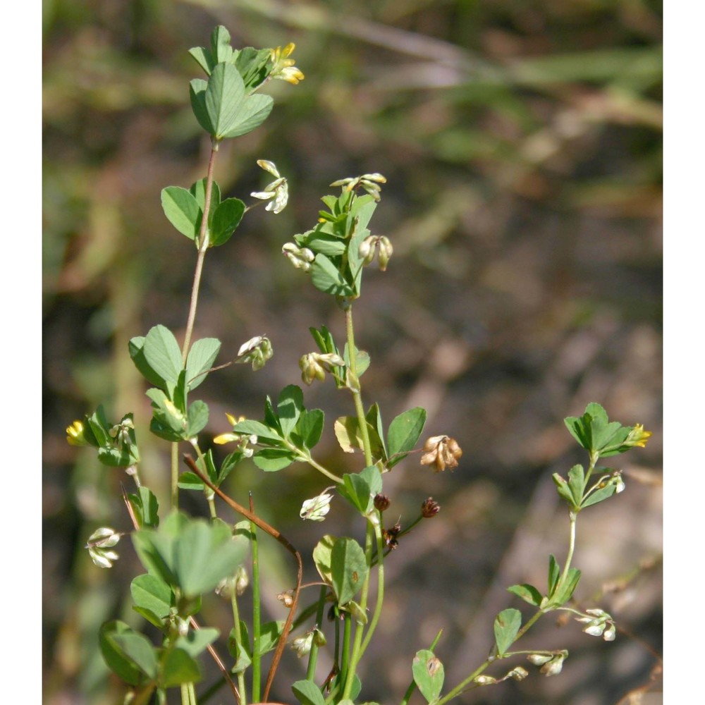 trifolium micranthum viv.