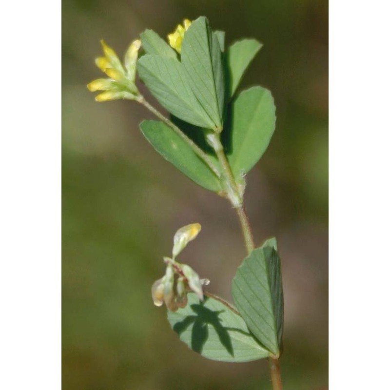 trifolium micranthum viv.