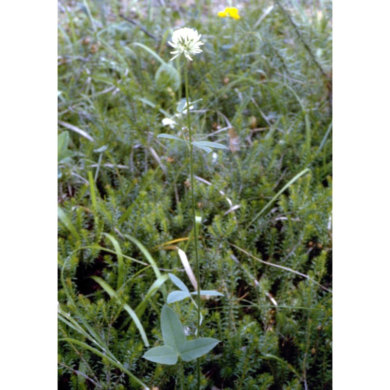 trifolium montanum l.