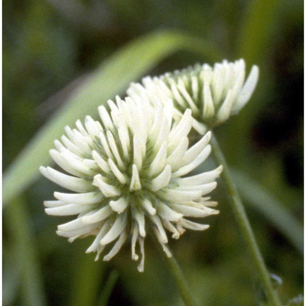 trifolium montanum l.