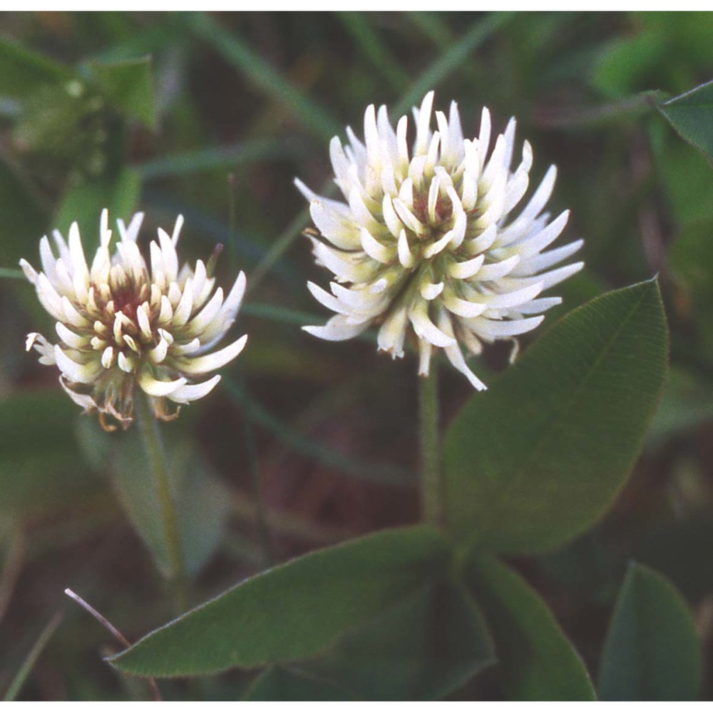 trifolium montanum l.