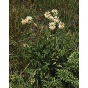 trifolium montanum l.