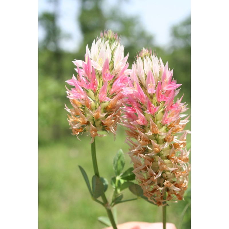 trifolium mutabile port.