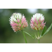 trifolium mutabile port.