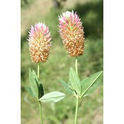 trifolium mutabile port.