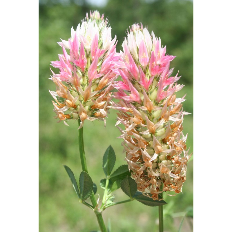 trifolium mutabile port.