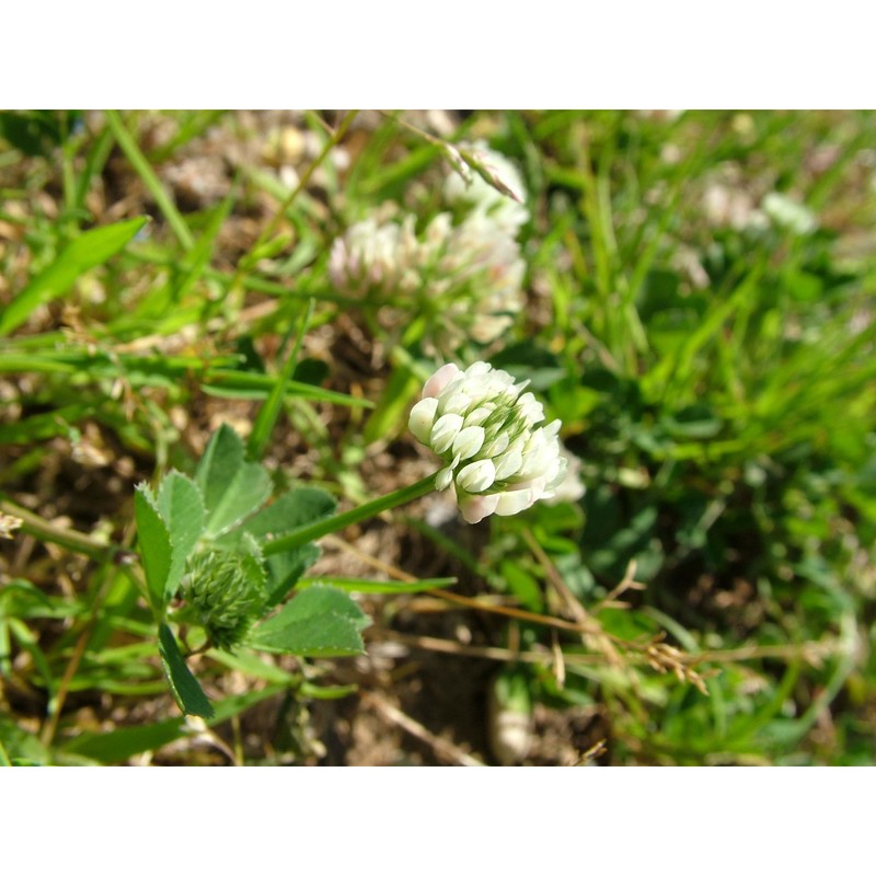 trifolium nigrescens viv.