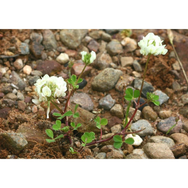 trifolium nigrescens viv.