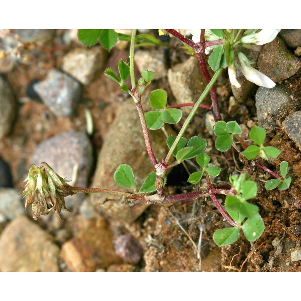 trifolium nigrescens viv.