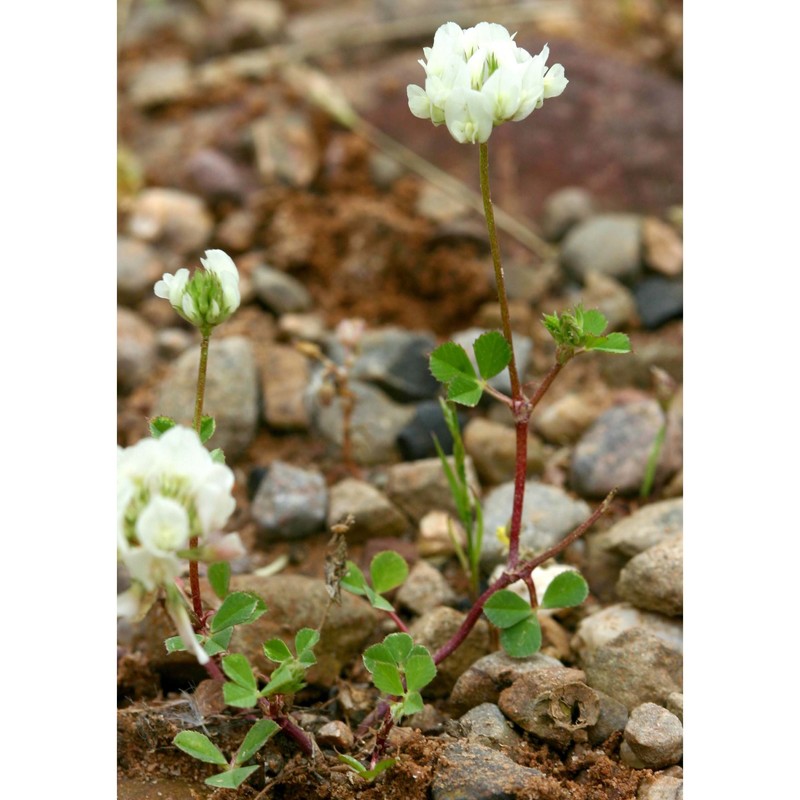 trifolium nigrescens viv.