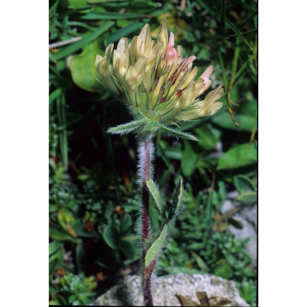 trifolium noricum wulfen