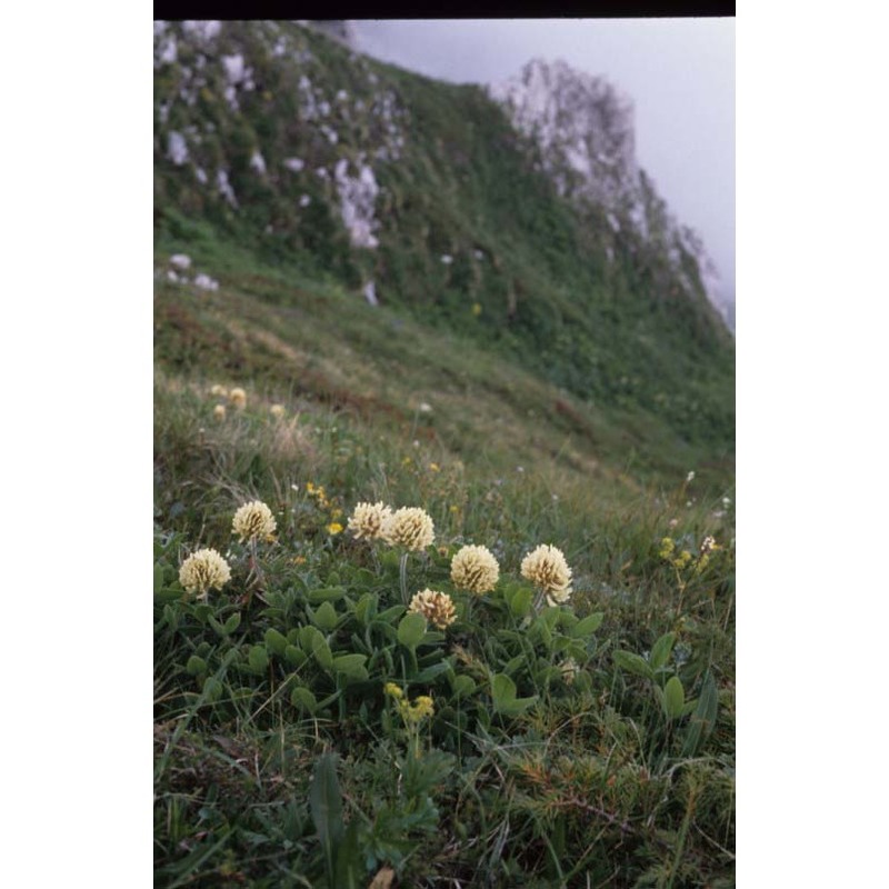 trifolium noricum wulfen