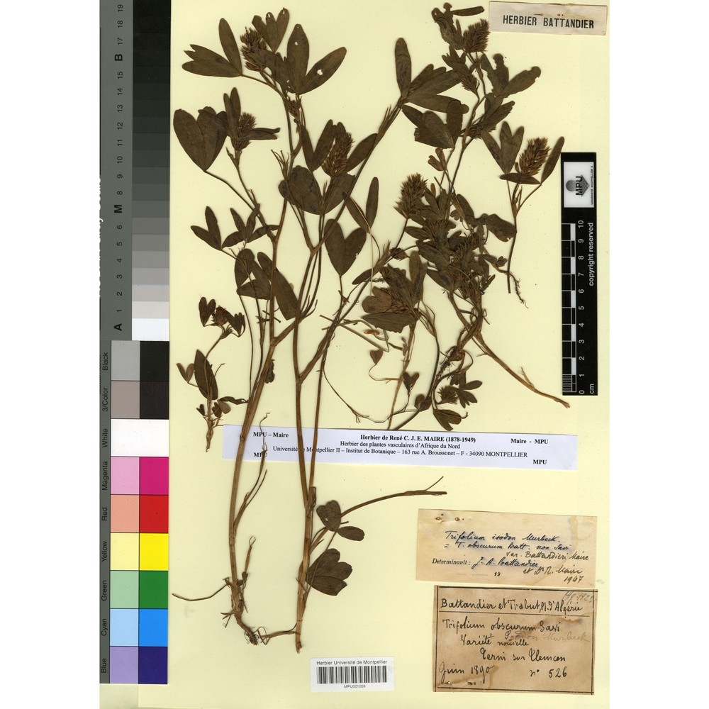 trifolium obscurum savi