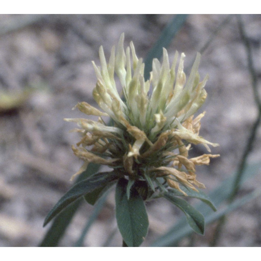 trifolium ochroleucum huds.