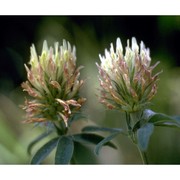 trifolium ochroleucum huds.