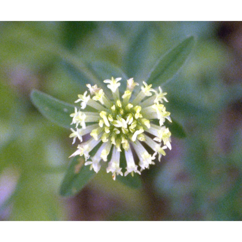 trifolium ochroleucum huds.