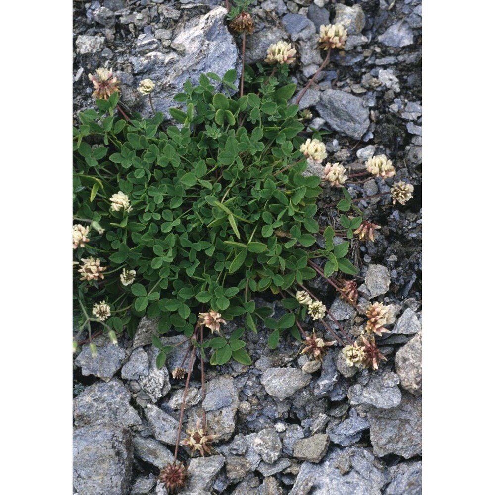 trifolium pallescens schreb.