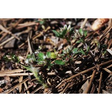 trifolium pallidum waldst. et kit.