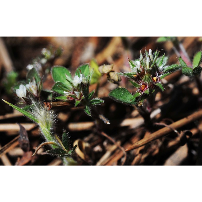 trifolium pallidum waldst. et kit.