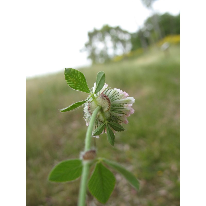 trifolium pallidum waldst. et kit.