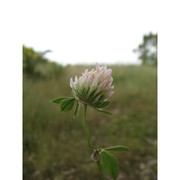 trifolium pallidum waldst. et kit.