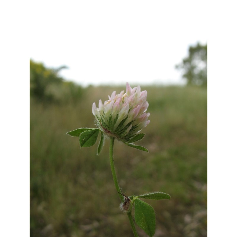 trifolium pallidum waldst. et kit.