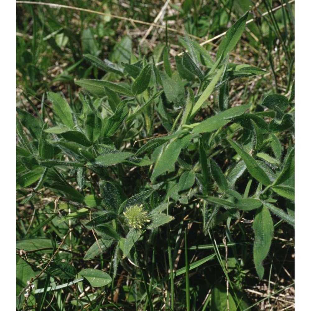 trifolium pannonicum jacq.