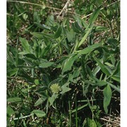 trifolium pannonicum jacq.