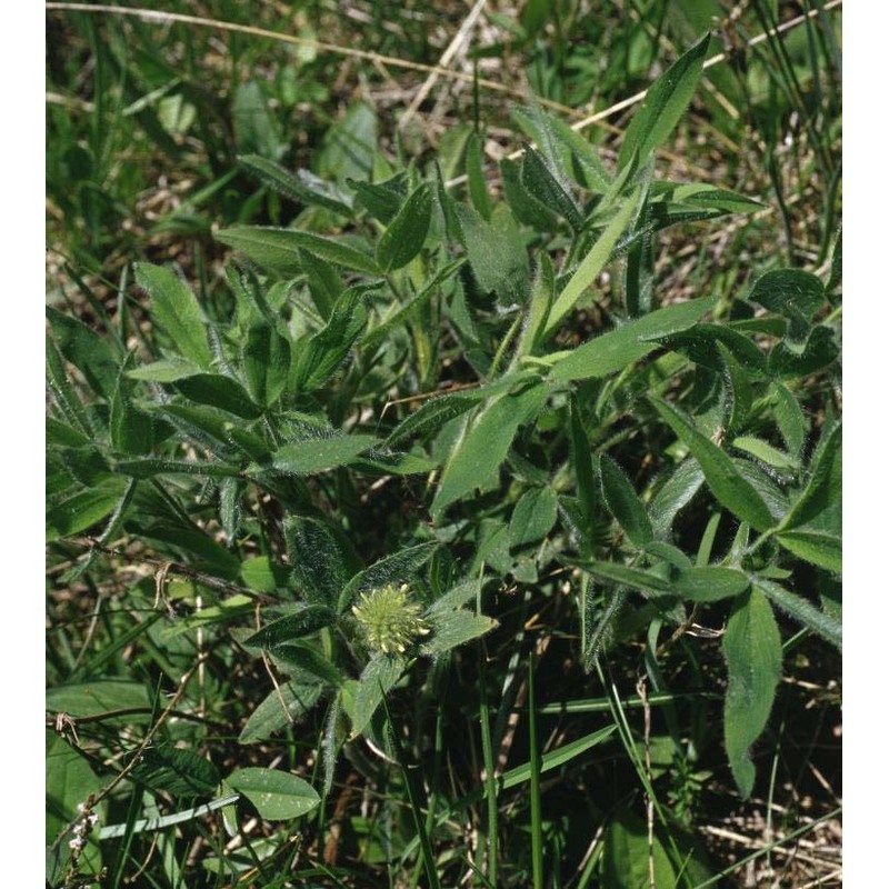 trifolium pannonicum jacq.