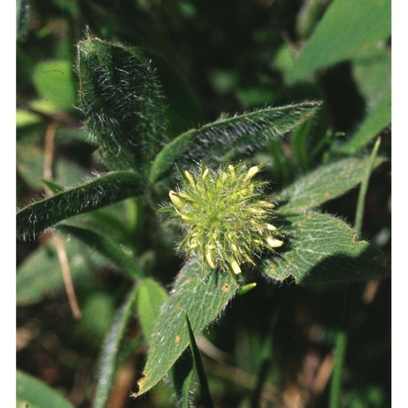 trifolium pannonicum jacq.