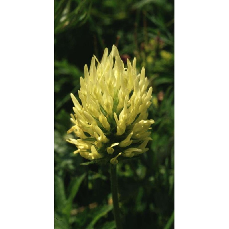 trifolium pannonicum jacq.