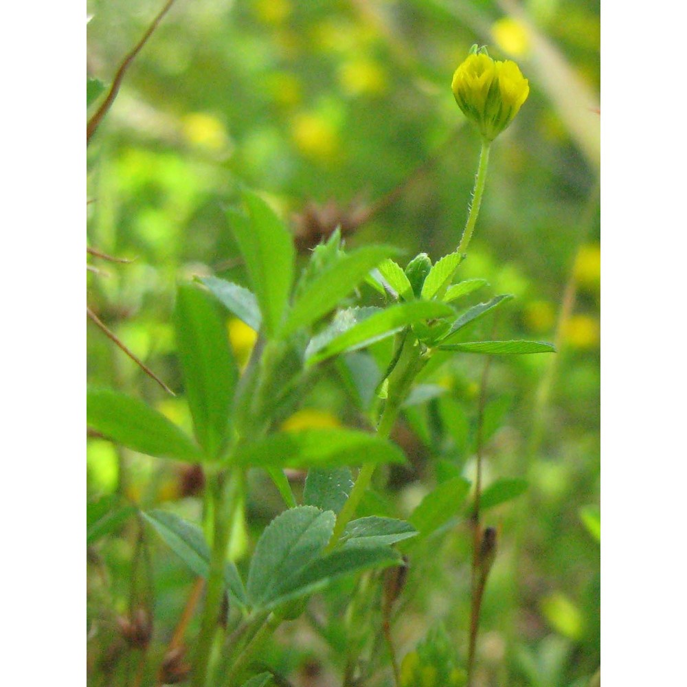 trifolium patens schreb.