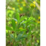 trifolium patens schreb.