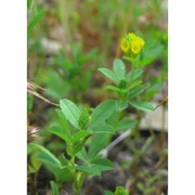 trifolium patens schreb.