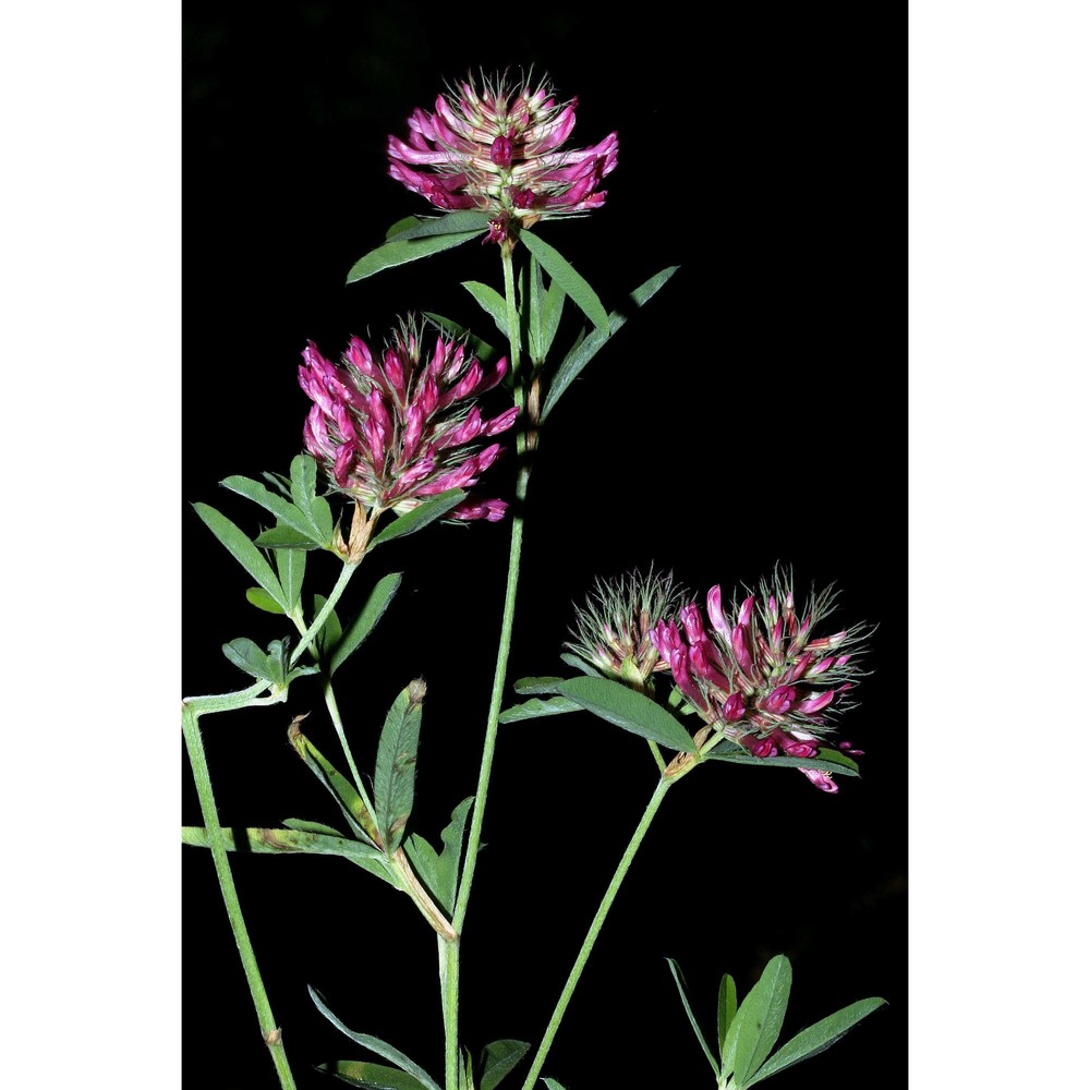 trifolium patulum tausch