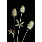 trifolium phleoides pourr. ex willd.