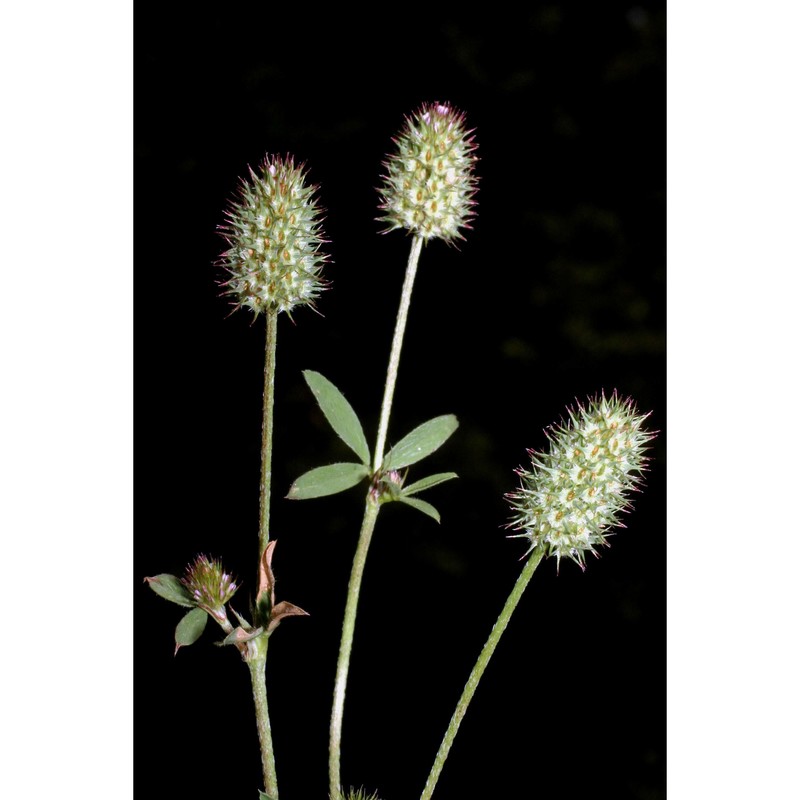 trifolium phleoides pourr. ex willd.