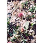 trifolium physodes steven ex m. bieb.