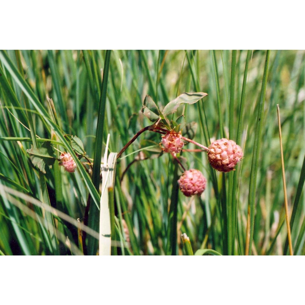 trifolium physodes steven ex m. bieb.