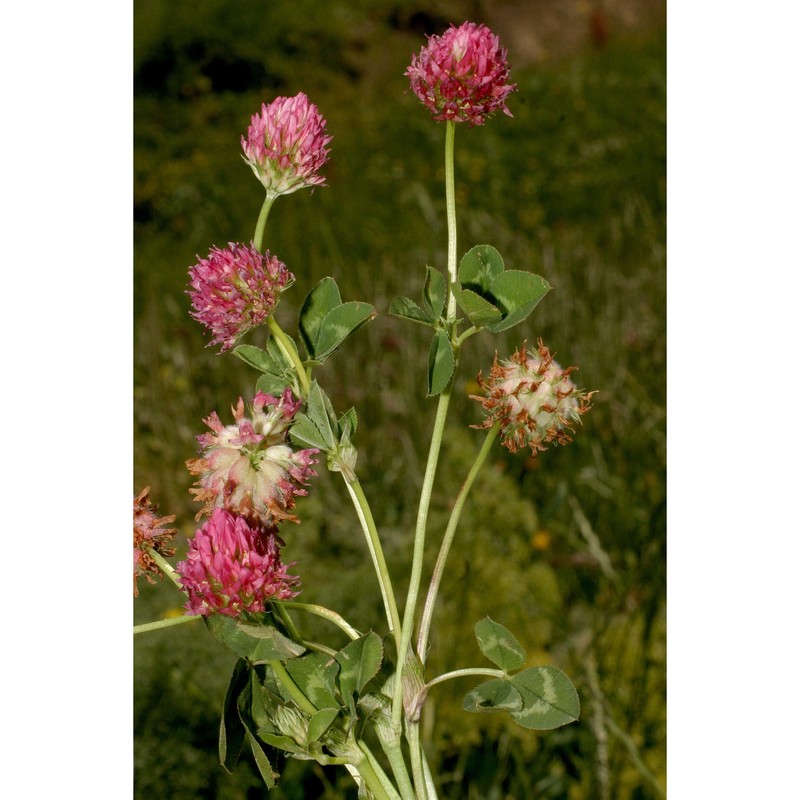 trifolium physodes steven ex m. bieb.