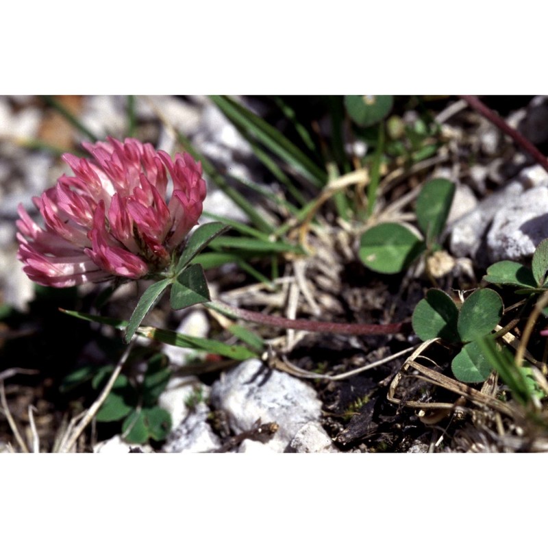 trifolium pratense l.