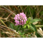 trifolium pratense l.