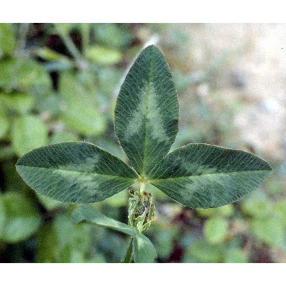 trifolium pratense l.