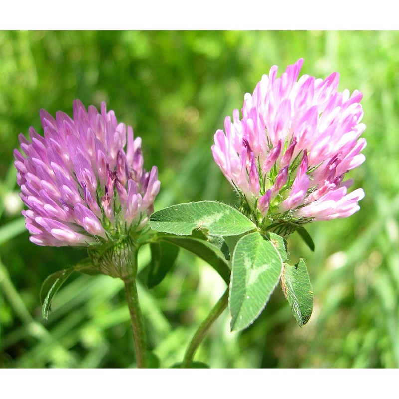 trifolium pratense l.